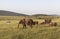 Animals in Maasai Mara, Kenya