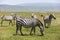 Animals in Maasai Mara, Kenya