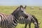 Animals in Maasai Mara, Kenya