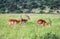 Animals in Maasai Mara, Kenya