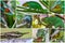 Animals of Madagascar â€“ collage of chameleons