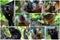 Animals of Madagascar â€“ collage of lemurs, Black lemur