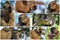 Animals of Madagascar â€“ collage of lemurs,Common brown lemur