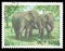 Animals, Mammals, Asian Elephant