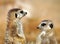 Animals - Meerkat