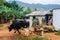 Animals and men in farm in Vinales Valley, Cuba