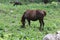 Animals in the midst of nature, Parvati valley, himanchal Pradesh