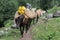 Animals in the midst of nature, Parvati valley, himanchal Pradesh