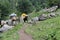 Animals in the midst of nature, Parvati valley, himanchal Pradesh