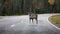 The animals that are mostly encountered in Finland are reindeers. They are very cute creatures and don`t get scared by humans so e