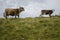 Animals on the mountain meadow, cows graze in the Carpathian meadows