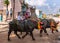 Animals on the move at Mahishasura buffalo Puja, Kamalapur, Karnataka, India