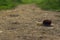 Animals, Nature Concept. Snail On The Road Over Green Grass Background.