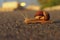 Animals, Nature Concept. Snail On The Road Over Green Grass Background.