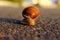 Animals, Nature Concept. Snail On The Road Over Green Grass Background.