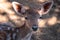 Animals, nature. Portrait of a cute fallow deer. deer in the meadow. Attica zoo park