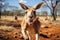 Animals nature wild mammal wildlife marsupial kangaroo australian australia cute