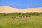 Animals in the oasis. Peruvian desert