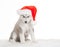 Animals. One puppy Husky white , Christmas hat