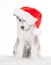 Animals. One puppy Husky white isolated, Christmas hat