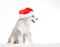 Animals. One puppy Husky white isolated, Christmas hat