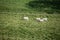 Animals on pasture in front of Greifenstein Castle