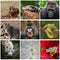 Animals photo collage