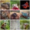 Animals photo collage