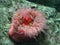 Animals: Pink Anemone