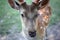 Animals - Portrait sika deer cervus green background