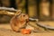 Animals: Prairie dog eating a carrot