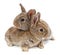 Animals. Rabbit isolated on a white background