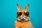 Animals rabbit pet easter blue goggles sunglass cute young mammal portrait tradition bunny