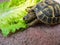 Animals. Reptiles. Testudo hermanni hermanni