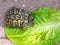 Animals. Reptiles. Testudo hermanni hermanni