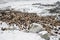 Animals returning from grazing in areas of high Karakoram Mountains