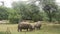 Animals rhinoceros