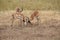 Animals at ruaha national park