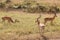 Animals at ruaha national park