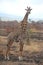 Animals at ruaha national park