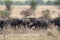 Animals at ruaha national park