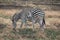 Animals at ruaha national park