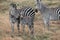 Animals at ruaha national park