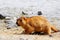 Animals scene of Closeup Marmots are large squirrels in the genus Marmota with Brown hair in the field near pangong lake at Leh La