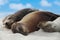 Animals Sea Lion Family in sand lying on beach Galapagos Islands - Cute adorable