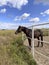 Animals. Side view of a brown horse against a blue sky with white clouds.