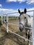 Animals. Side view of a gray horse on a background of a blue sky with white clouds.