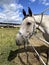 Animals. Side view of a gray horse on a background of a blue sky with white clouds.