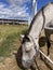 Animals. Side view of a gray horse on a background of a blue sky with white clouds.