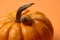 Animals - Snail on Pumpkin